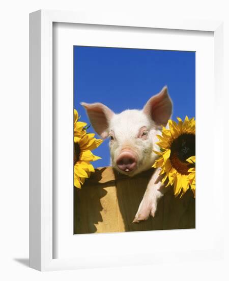 Pig with Sunflowers in Bushel-Lynn M^ Stone-Framed Photographic Print