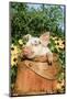 Pig-null-Mounted Photographic Print