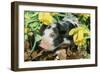 Pig-null-Framed Photographic Print