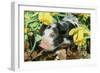 Pig-null-Framed Photographic Print