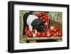 Pig-null-Framed Photographic Print