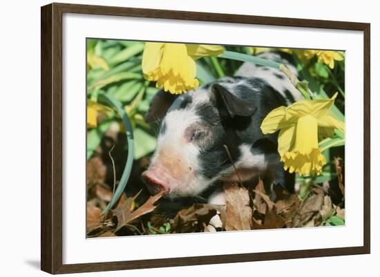 Pig-null-Framed Photographic Print