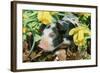 Pig-null-Framed Photographic Print