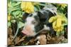 Pig-null-Mounted Photographic Print