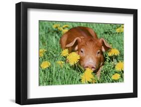 Pig-null-Framed Photographic Print