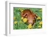 Pig-null-Framed Photographic Print