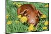 Pig-null-Mounted Photographic Print