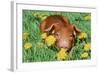 Pig-null-Framed Photographic Print