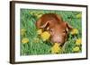 Pig-null-Framed Photographic Print