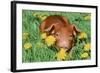 Pig-null-Framed Photographic Print