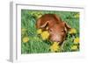 Pig-null-Framed Photographic Print