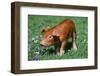 Pig-null-Framed Photographic Print