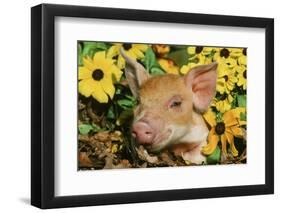 Pig-null-Framed Photographic Print