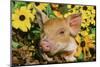 Pig-null-Mounted Photographic Print