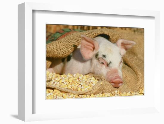 Pig-null-Framed Photographic Print