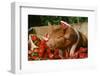 Pig-null-Framed Photographic Print