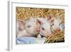 Pig-null-Framed Photographic Print