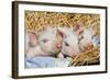 Pig-null-Framed Photographic Print