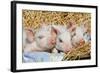 Pig-null-Framed Photographic Print