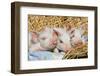 Pig-null-Framed Photographic Print