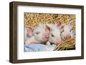 Pig-null-Framed Photographic Print