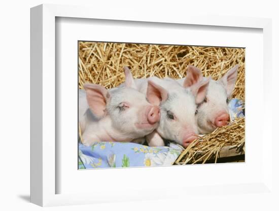 Pig-null-Framed Photographic Print