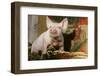 Pig-null-Framed Photographic Print