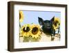 Pig-null-Framed Photographic Print