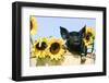 Pig-null-Framed Photographic Print