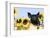 Pig-null-Framed Photographic Print