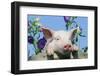 Pig-null-Framed Photographic Print