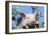 Pig-null-Framed Photographic Print