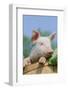 Pig-null-Framed Photographic Print