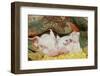 Pig-null-Framed Photographic Print