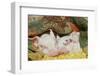 Pig-null-Framed Photographic Print