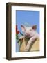 Pig-null-Framed Photographic Print