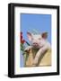 Pig-null-Framed Photographic Print