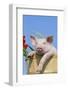 Pig-null-Framed Photographic Print