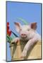 Pig-null-Mounted Photographic Print