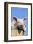 Pig-null-Framed Photographic Print