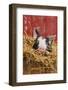 Pig-null-Framed Photographic Print