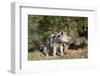 Pig-null-Framed Photographic Print