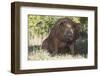 Pig-null-Framed Photographic Print