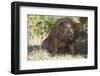 Pig-null-Framed Photographic Print