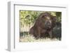 Pig-null-Framed Photographic Print