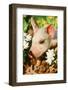 Pig-null-Framed Photographic Print