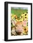 Pig-null-Framed Photographic Print