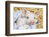 Pig-null-Framed Photographic Print