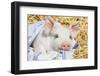 Pig-null-Framed Photographic Print