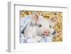 Pig-null-Framed Photographic Print